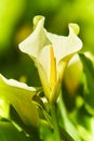 Large flawless white Calla lilies flowers, Zantedeschia aethiopica, with a bright yellow spadix in the centre of each flower. Whit