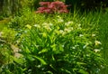 Large flawless white Calla lilies flowers, Zantedeschia aethiopica, with a bright yellow spadix in the centre of each flower. Whit Royalty Free Stock Photo