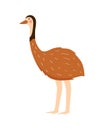 Large flightless Australian bird. Ostrich emu vector illustration Royalty Free Stock Photo