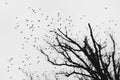 Large flock of birds against grey sky and leafless trees Royalty Free Stock Photo