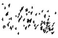 Large flock of birds black crows flying on the white background Royalty Free Stock Photo