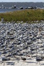 A large flock of birds on a Florida Beach Royalty Free Stock Photo