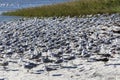 A large flock of birds on a Florida Beach Royalty Free Stock Photo