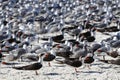 A large flock of birds on a Florida Beach Royalty Free Stock Photo