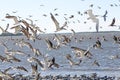 A large flock of birds flying from a Florida Beach Royalty Free Stock Photo