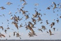 A large flock of birds flying from a Florida Beach Royalty Free Stock Photo