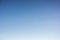 Flock of Pelicans flying in formation in bright blue sky Royalty Free Stock Photo