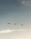 Flock of Pelicans flying in formation in bright blue sky Royalty Free Stock Photo