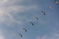 Flock of Pelicans flying in formation in bright blue sky Royalty Free Stock Photo