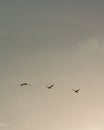 Flock of Pelicans flying in formation in bright blue sky Royalty Free Stock Photo