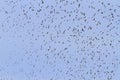 Large flock of birds with open wings Royalty Free Stock Photo