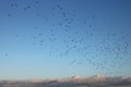 Large flock of birds silhouetted in blue sky Royalty Free Stock Photo