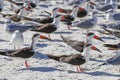A large flock of birds, Skimmers and seagulls, on a beach Royalty Free Stock Photo