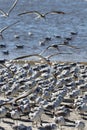 A large flock of birds, Skimmers and seagulls, on a beach Royalty Free Stock Photo