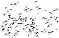 Large flock of black birds crows flying on an isolated white ba Royalty Free Stock Photo
