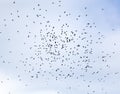 Large flock of black birds, rooks circling high in the blue sky Royalty Free Stock Photo