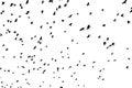 Large flock of black birds on white sky Royalty Free Stock Photo