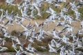 A large flock of black-headed gulls Royalty Free Stock Photo