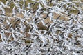 A large flock of black-headed gulls Royalty Free Stock Photo