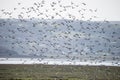 Large flock of black tailed godwits in flight during Autumn