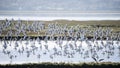 Large flock of black tailed godwits in flight during Autumn