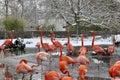 A large flock of bright pink flamingos in winter at the Dresden Zoo. Royalty Free Stock Photo