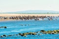 Large Flock of Brown Pelicans Resting on Malibu\'s Shallow Waters Royalty Free Stock Photo