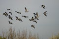 Flock of Canada Geese Flying Over The Autumn Marsh Royalty Free Stock Photo