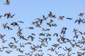 Large flock of Canadian gees against blue sky. Royalty Free Stock Photo