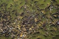 Large flock of carps fishes surfaced for feeding Royalty Free Stock Photo