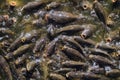 Large flock of carps fishes surfaced for feeding Royalty Free Stock Photo