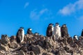 Several chinstrap penguins standing on the rocks with snow mountain in the background, Half Moon island, Antarctic peninsula Royalty Free Stock Photo