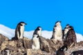Several chinstrap penguins standing on the rocks with snow mountain in the background, Half Moon island, Antarctic peninsula Royalty Free Stock Photo