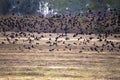 Large Flock of Common Blackbirds Royalty Free Stock Photo