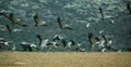 Common cranes on Gallocanta Lake in Aragon, Spain