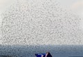 A large flock of common starlings in fligt Royalty Free Stock Photo