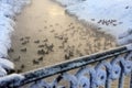 A large flock of ducks on the river in winter. Shores in the snow. Steam from the water. The railing of the bridge in defocus in t Royalty Free Stock Photo