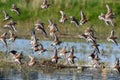 A large flock of Dunlin shorebirds in flight Royalty Free Stock Photo