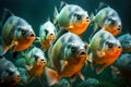Large flock of fish consisting of fast aggressive piranhas Royalty Free Stock Photo