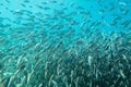 A large flock of fish in the ocean. Royalty Free Stock Photo