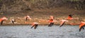 Flamingos flying on the Caribbean island of Curacao