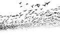 A large flock of flying birds isolated on a white background. Overlay effect. Royalty Free Stock Photo