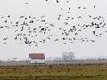 Large flock of flying Greylag goose Anser anser, in the HortobÃÂ¡gy National Park, Hungary