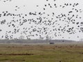 Large flock of flying Greylag goose Anser anser, in the HortobÃÂ¡gy National Park, Hungary