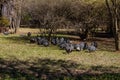 A large flock of Ginnie fowl