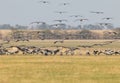 A large flock of gray cranes in the place of spending the night Royalty Free Stock Photo