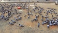 A large flock of gray pigeons pecked at the food scattered on the asphalt near Makkah, Saudi Arabia. The birds seemed oblivious to