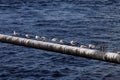 A large flock of gulls sits on a metal pipe Royalty Free Stock Photo