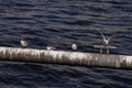 A large flock of gulls sits on a metal pipe Royalty Free Stock Photo