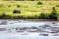 Large flock of hippos resting in the lake